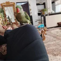 شاه طوطی نر