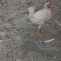 مرغ وخروس محلی