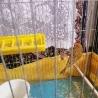 قناری دارچین