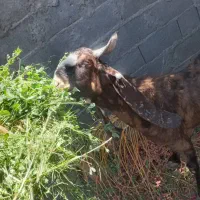 نری‌خوشگل‌پلنگی‌