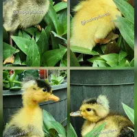 جوجه غاز و جوجه اردک و اردک کاکلی