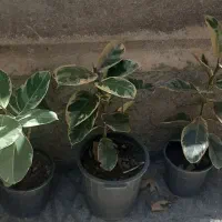 انواع گلهای آپارتمانی