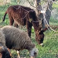 یه عدد کره خر ماده گله ای بشرط چهار ماهه