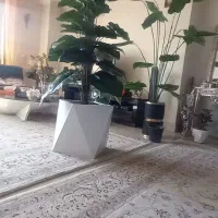 درختچه بابا آدم