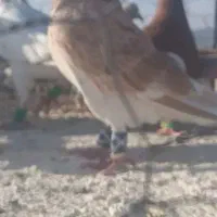 کبوترپرشی