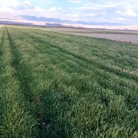 استخدام کارگر کشاورزی