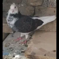 کفتر