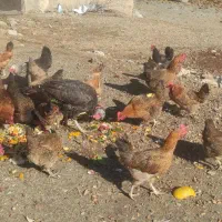 فروش 20عدد مرغ تخم گذار