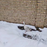 غاز نر|حیوانات مزرعه|نیشابور, میدون بار|دیوار