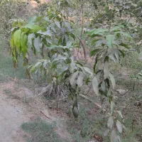 نهال انبه محلی