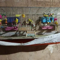 مرغ عشق ۱۱تا|پرنده|شیراز, دروازه قران|دیوار