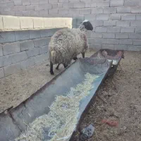 فروش‌میش‌‌بره‌‌‌درجه‌یک