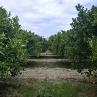 فروش-زمین-مسکونی-داخل-بافت-روستای-لیوان-شرقی