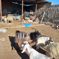 نربز صابرین جوان وسالم وچاق باپرش عالی|حیوانات مزرعه|اندیمشک, |دیوار