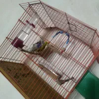 دو عدد مرغ عشق همراه با قفس وسایل