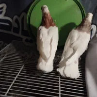 طوقی|پرنده|کنگاور, |دیوار