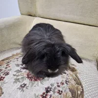 خرگوش های لوپ جرسی و لوپ آنگورا|موش و خرگوش|قم, جهان بینی|دیوار