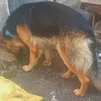 سگ ژرمن|حیوانات|اندیشه, اندیشه فاز ۳|دیوار