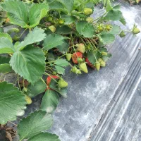 فروش بوته توت فرنگی نژاد پرمحصول سابرینا|گل و گیاه طبیعی|تالش, هشتپر|دیوار