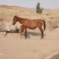 فروش مادیان بدون کره   ۲۰۰۰۰۰۰۰تومان|اسب و تجهیزات اسب‌سواری|مسجد سلیمان, |دیوار