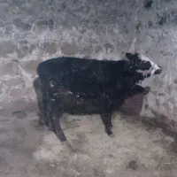 گوساله ماده هشت ماهه