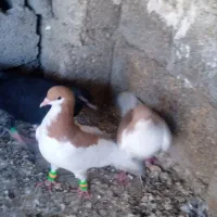 کبوتر رنگی|پرنده|امیدیه, |دیوار