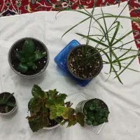 پک پنج تایی گل فقط دویست