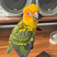 خورشیدی دم دونخور