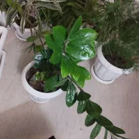 گل اپارتمانی|گل و گیاه طبیعی|زنجان, |دیوار