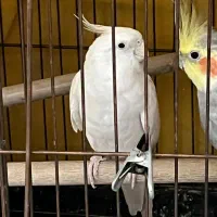 عروس هلندی جوجه بالغ دستی و سخنگو وجفت همه مدل رنگ|پرنده|اسدآباد, |دیوار