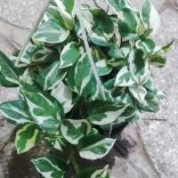 گل بامبو .یوکا .گلدان شیشه ای|گل و گیاه طبیعی|ورامین, ورامین|دیوار