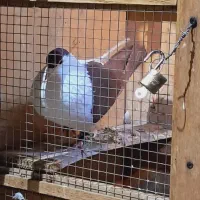 کفتر رنگی|پرنده|مشهد, جانباز|دیوار