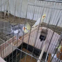 عروس هلندی