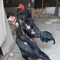 تخم لاری و اوشامو