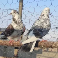 کبوتر‌پرشی