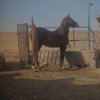 اسب عرب یک سر|اسب و تجهیزات اسبسواری|یزد, |دیوار