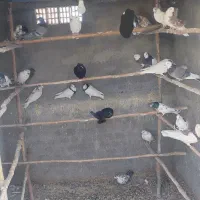 کفتر|پرنده|زیباشهر, |دیوار