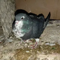 کبوتر خوشرنگ ماده