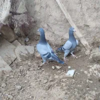 جفت جوجه سبز|پرنده|هامون, |دیوار