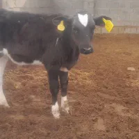 گوساله نر شیری و از شیر گرفته