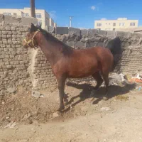 اسب|اسب و تجهیزات اسب‌سواری|اصفهان, جوزدان الیادران|دیوار