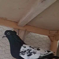 کفتر بوم . طوقی .سینه