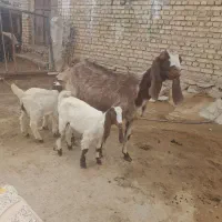 بزپاکستانی سه قلوزا