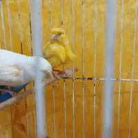 قناری|پرنده|بهارستان, |دیوار
