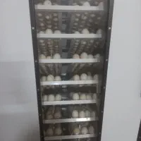 تخم بوقلمون برنز انگلیسی نطفه دار|حیوانات مزرعه|مشهد, طبرسی شمالی|دیوار