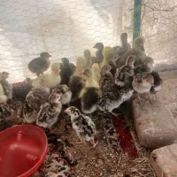 جوجه بوقلمون و قوغاز یک هفته