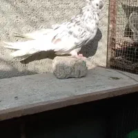 نوک قنارسرور