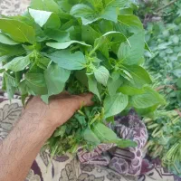 سبزی خوردنی|خوردنی و آشامیدنی|اهواز, فاز ۲ پادادشهر|دیوار