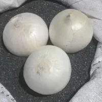 بذر پیاز فلات به شرط و تضمینی