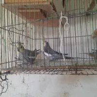 عروس هلندی
